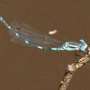 Austrolestes leda at Majura, ACT - 18 Feb 2019 10:40 AM