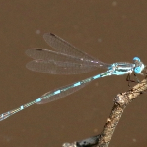 Austrolestes leda at Majura, ACT - 18 Feb 2019 10:40 AM