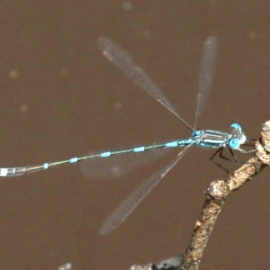 Austrolestes leda at Majura, ACT - 18 Feb 2019 10:40 AM