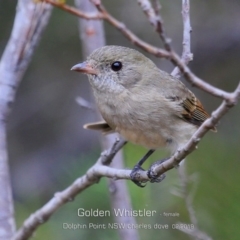 Pachycephala pectoralis (Golden Whistler) at Dolphin Point, NSW - 20 Feb 2019 by CharlesDove