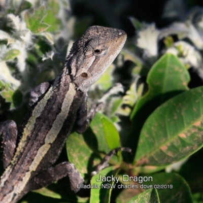 Amphibolurus muricatus (Jacky Lizard) at South Pacific Heathland Reserve WP03 - 18 Feb 2019 by CharlesDove