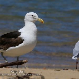 Larus dominicanus at Ulladulla, NSW - 22 Feb 2019