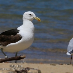 Larus dominicanus (Kelp Gull) at Ulladulla, NSW - 21 Feb 2019 by Charles Dove