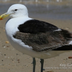 Larus dominicanus at Ulladulla, NSW - 22 Feb 2019