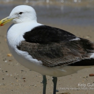 Larus dominicanus at Ulladulla, NSW - 22 Feb 2019