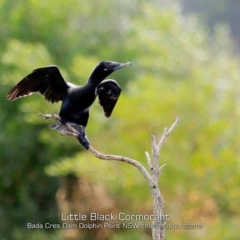 Phalacrocorax sulcirostris (Little Black Cormorant) at Burrill Lake, NSW - 24 Feb 2019 by Charles Dove