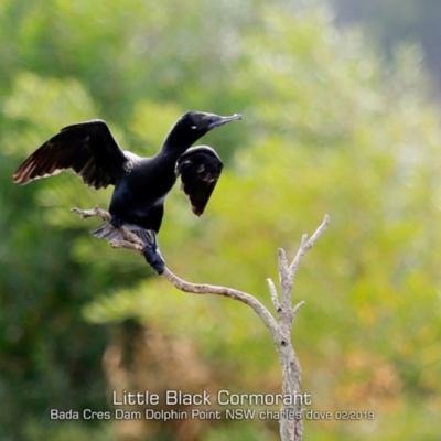 Phalacrocorax sulcirostris (Little Black Cormorant) at Burrill Lake, NSW - 24 Feb 2019 by Charles Dove