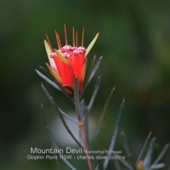 Lambertia formosa (Mountain Devil) at Dolphin Point, NSW - 21 Feb 2019 by CharlesDove