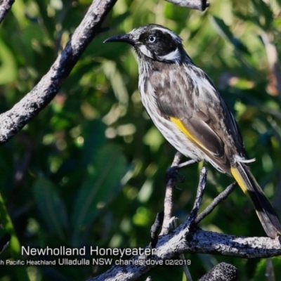 Phylidonyris novaehollandiae (New Holland Honeyeater) at South Pacific Heathland Reserve - 18 Feb 2019 by CharlesDove