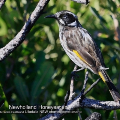 Phylidonyris novaehollandiae (New Holland Honeyeater) at South Pacific Heathland Reserve - 19 Feb 2019 by CharlesDove