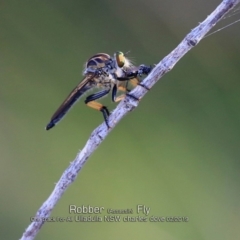 Ommatius sp. (Common yellow robber fly) at Ulladulla Reserves Bushcare - 18 Feb 2019 by Charles Dove