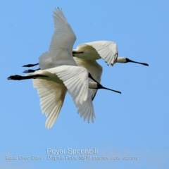 Platalea regia (Royal Spoonbill) at Burrill Lake, NSW - 24 Feb 2019 by CharlesDove