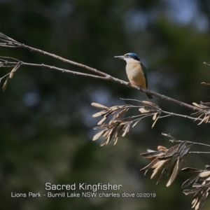 Todiramphus sanctus at Burrill Lake, NSW - 24 Feb 2019