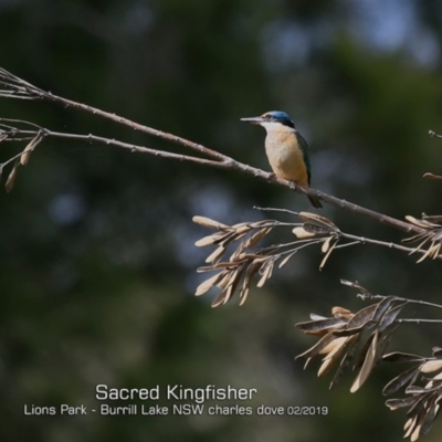 Todiramphus sanctus (Sacred Kingfisher) at Burrill Lake, NSW - 23 Feb 2019 by Charles Dove