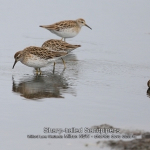 Calidris acuminata at Milton, NSW - 21 Feb 2019 12:00 AM