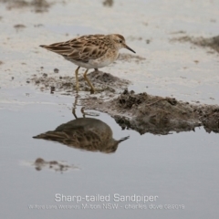 Calidris acuminata at Milton, NSW - 21 Feb 2019 12:00 AM