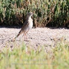 Anthus australis (Australian Pipit) at Milton, NSW - 11 Mar 2019 by CharlesDove