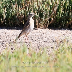 Anthus australis at Milton, NSW - 11 Mar 2019