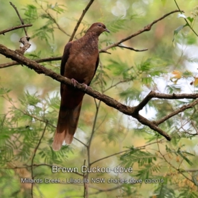 Macropygia phasianella (Brown Cuckoo-dove) at Ulladulla - Millards Creek - 10 Mar 2019 by Charles Dove