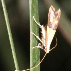 Crocanthes glycina (Crocanthes glycina) at Mount Ainslie - 11 Feb 2019 by jb2602