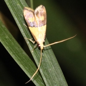 Crocanthes glycina at Ainslie, ACT - 11 Feb 2019 08:37 PM