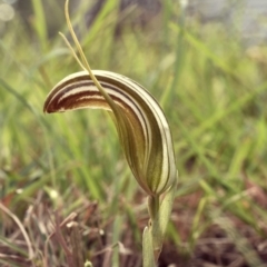 Diplodium truncatum (Little Dumpies, Brittle Greenhood) at Gang Gang at Yass River - 12 Mar 2019 by SueMcIntyre