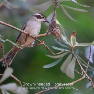 Melithreptus brevirostris at Lake Tabourie, NSW - 7 Mar 2019