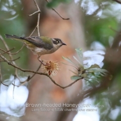 Melithreptus brevirostris at Lake Tabourie, NSW - 7 Mar 2019 12:00 AM