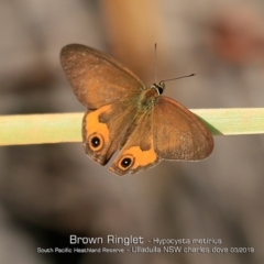 Hypocysta metirius (Brown Ringlet) at Ulladulla, NSW - 6 Mar 2019 by CharlesDove