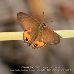 Hypocysta metirius at Ulladulla, NSW - 6 Mar 2019 12:00 AM