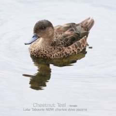 Anas castanea (Chestnut Teal) at Lake Tabourie, NSW - 6 Mar 2019 by CharlesDove
