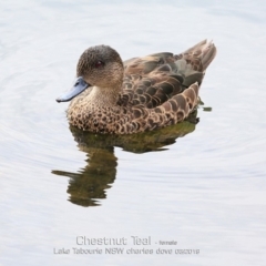 Anas castanea (Chestnut Teal) at Lake Tabourie, NSW - 7 Mar 2019 by CharlesDove