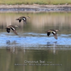 Anas castanea (Chestnut Teal) at Milton, NSW - 11 Mar 2019 by CharlesDove