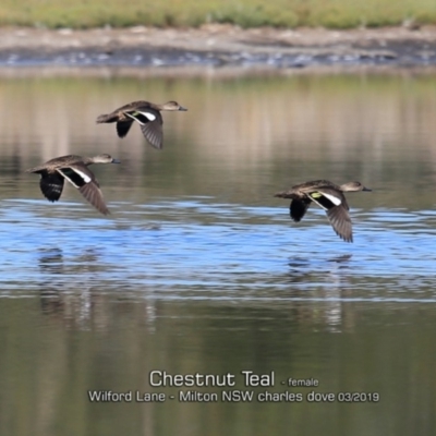 Anas castanea (Chestnut Teal) at Milton, NSW - 11 Mar 2019 by CharlesDove