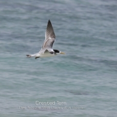 Thalasseus bergii (Crested Tern) at Lake Tabourie, NSW - 7 Mar 2019 by CharlesDove