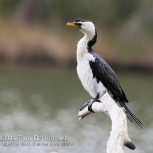 Microcarbo melanoleucos at Lake Tabourie, NSW - 7 Mar 2019