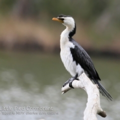Microcarbo melanoleucos (Little Pied Cormorant) at Lake Tabourie, NSW - 6 Mar 2019 by Charles Dove