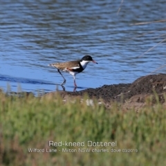 Erythrogonys cinctus (Red-kneed Dotterel) at Milton, NSW - 10 Mar 2019 by Charles Dove