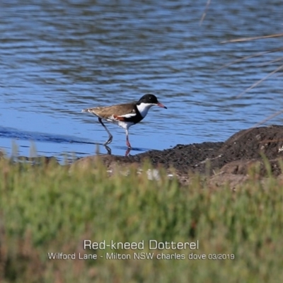 Erythrogonys cinctus (Red-kneed Dotterel) at Milton, NSW - 11 Mar 2019 by CharlesDove