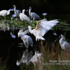 Platalea regia (Royal Spoonbill) at Burrill Lake, NSW - 5 Mar 2019 by Charles Dove