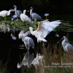 Platalea regia (Royal Spoonbill) at Wairo Beach and Dolphin Point - 5 Mar 2019 by Charles Dove