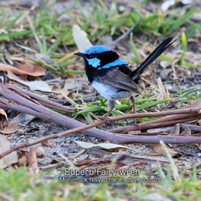 Malurus cyaneus (Superb Fairywren) at Mollymook, NSW - 5 Mar 2019 by CharlesDove