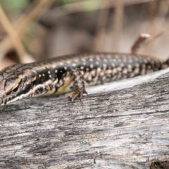 Eulamprus heatwolei (Yellow-bellied Water Skink) at Bimberi Nature Reserve - 9 Mar 2019 by SWishart