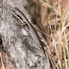 Eulamprus heatwolei at Brindabella, ACT - 9 Mar 2019 01:29 PM