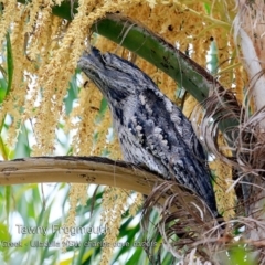 Podargus strigoides (Tawny Frogmouth) at Ulladulla, NSW - 10 Mar 2019 by Charles Dove