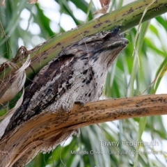 Podargus strigoides at Ulladulla, NSW - 11 Mar 2019