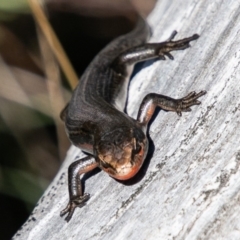 Pseudemoia entrecasteauxii (Woodland Tussock-skink) at Namadgi National Park - 9 Mar 2019 by SWishart