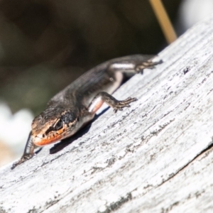 Pseudemoia entrecasteauxii at Cotter River, ACT - 9 Mar 2019