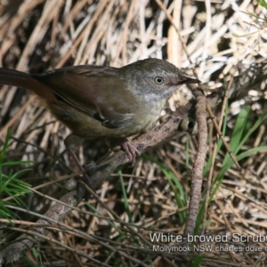 Sericornis frontalis at Mollymook Beach, NSW - 6 Mar 2019