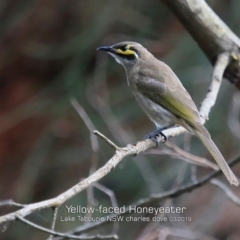 Caligavis chrysops (Yellow-faced Honeyeater) at Lake Tabourie Bushcare - 6 Mar 2019 by Charles Dove